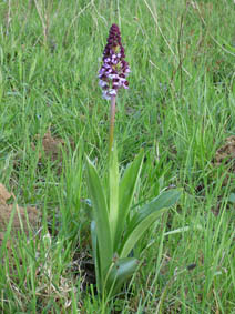 Orchis purpurea